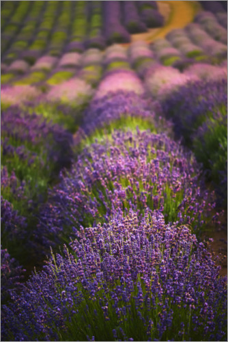 Poster Lavender field I