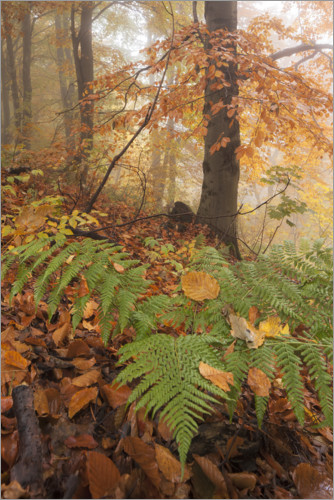 Poster Forest in autumn
