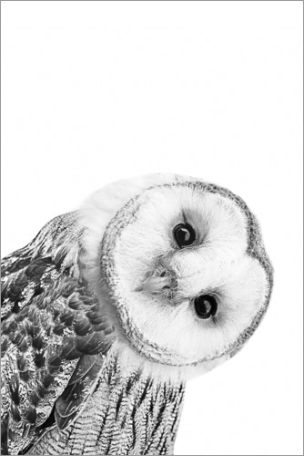 Poster Snow owl