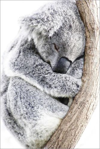 Poster Sovande koala II