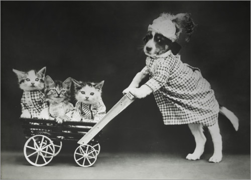 Poster Kitten in baby carriage, vintage