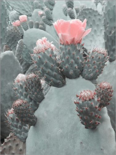 Poster Desert flower