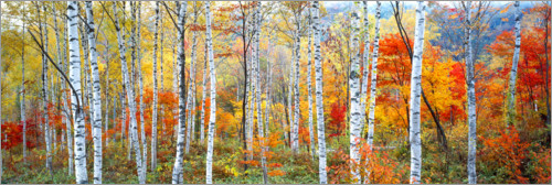 Poster Birch forest in autumn