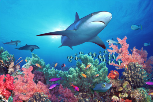 Poster Shark under water