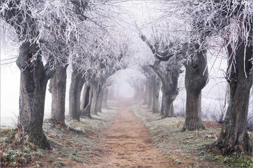 Poster Linden avenue in the fog and hoarfrost