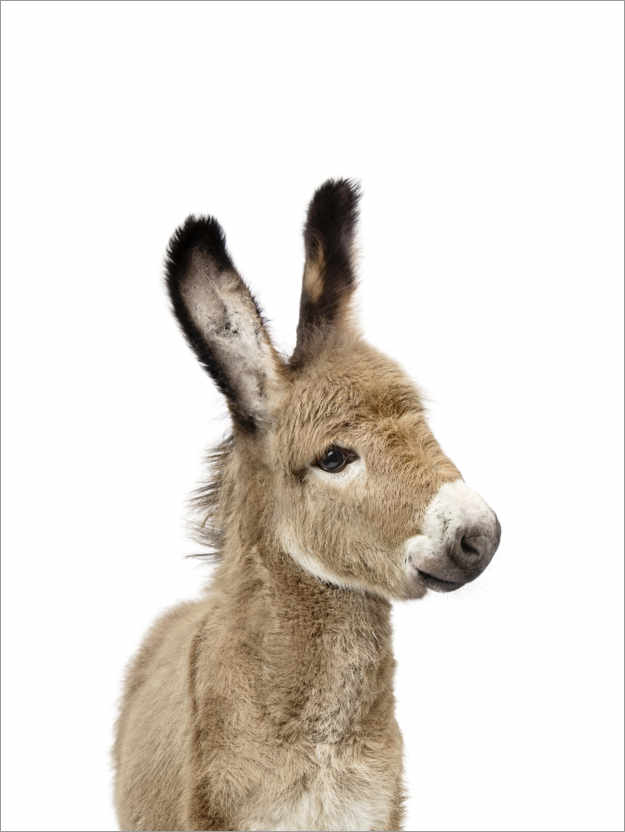 Poster Baby donkey
