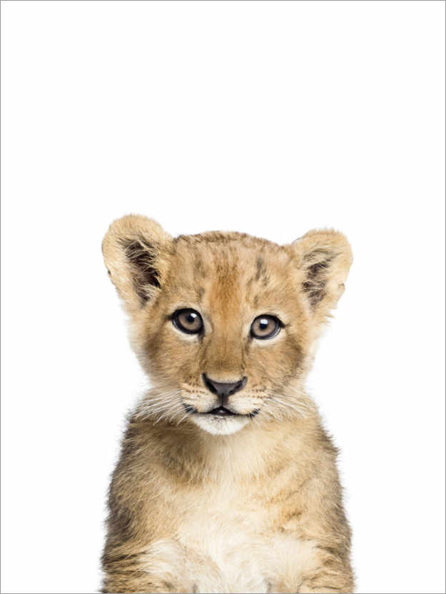 Poster Baby lion