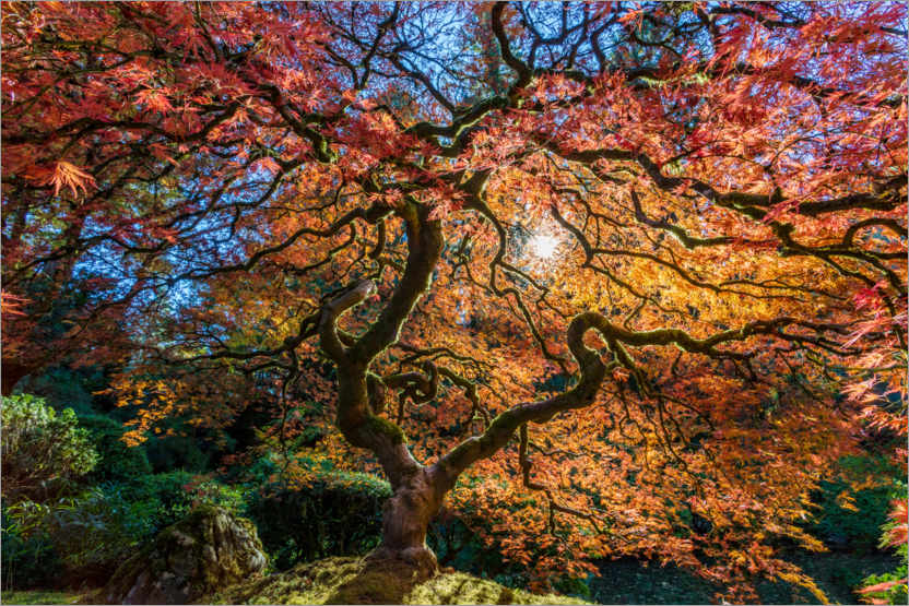 Poster Japanese maple tree