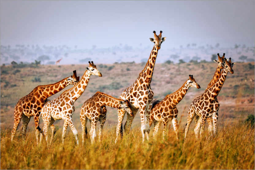 Poster Rothschild's giraffes in Uganda