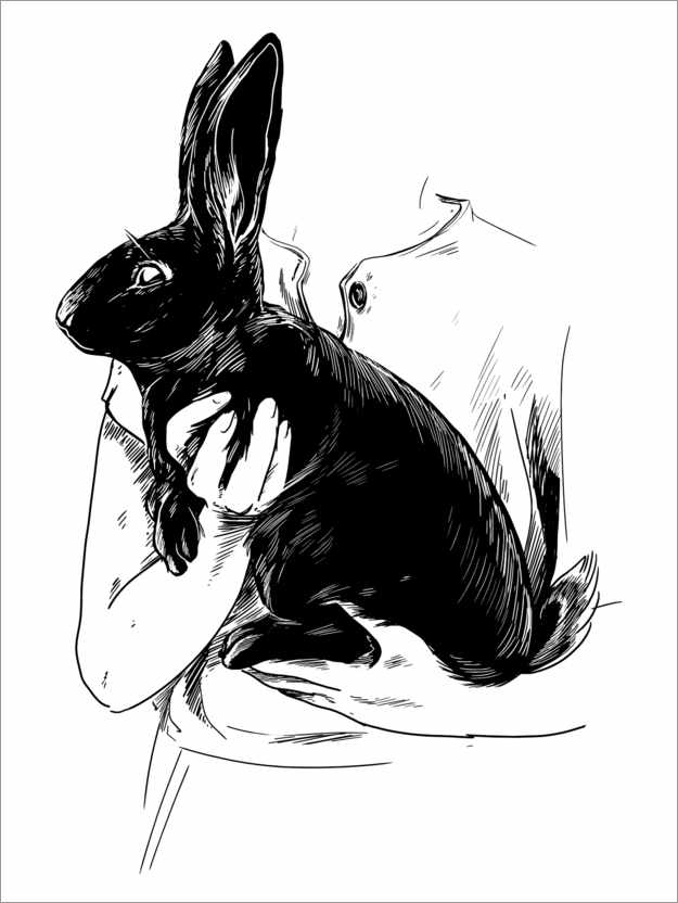 Poster The black rabbit