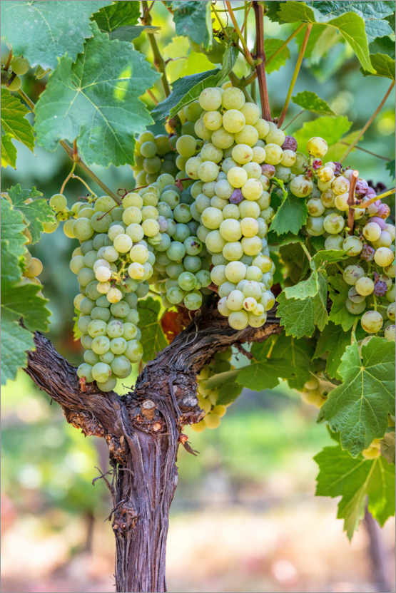 Poster White Grapes on the Vine