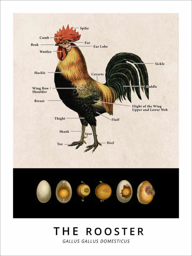 Poster The Rooster, Diagram (Vintage)