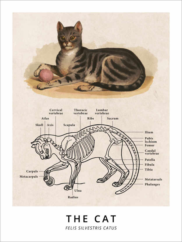 Poster The Cat, Diagram (Vintage)