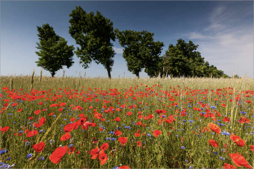Poster Field of poppies