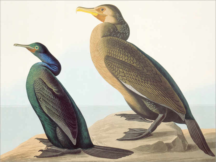 Poster North Pacific Comoros and brush cormorant