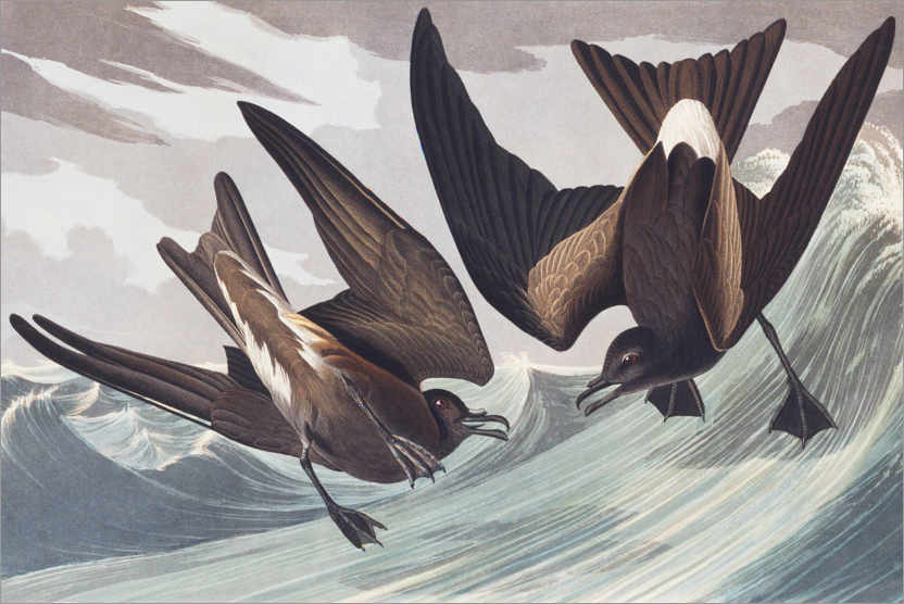 Poster Leach's storm-petrel