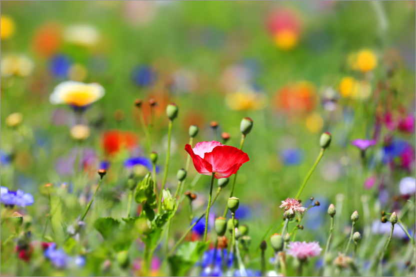 Poster Poppy in the flower meadow