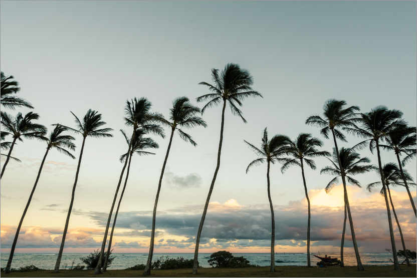 Poster Palm trees on Kauai, Hawaii