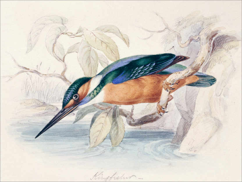Poster Kingfisher