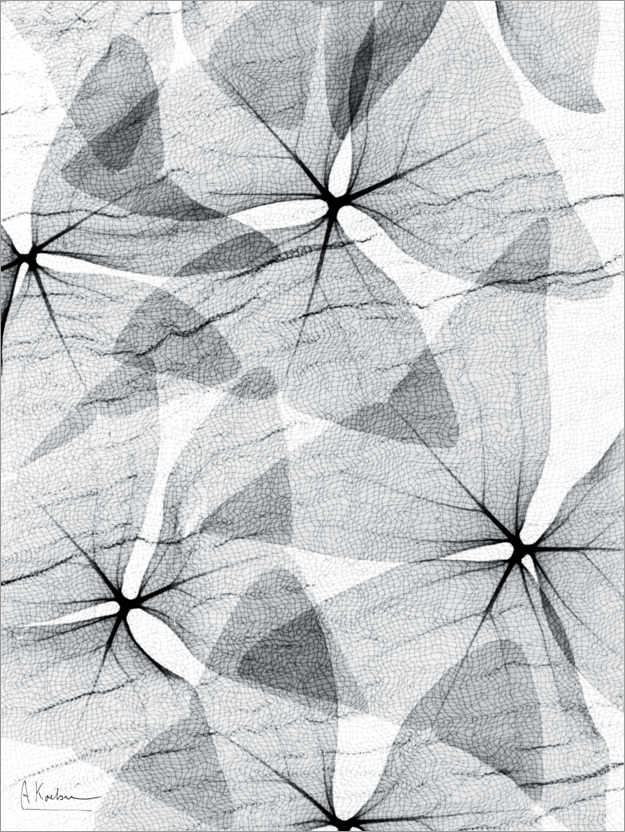 Poster X-ray of shamrock leaves