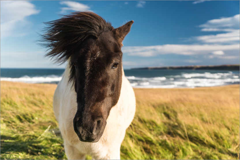 Poster Icelandic horse with a windy mane by the sea