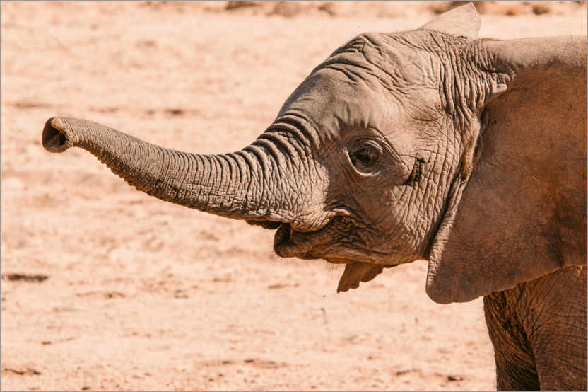 Poster Young desert elephant with outstretched trunk