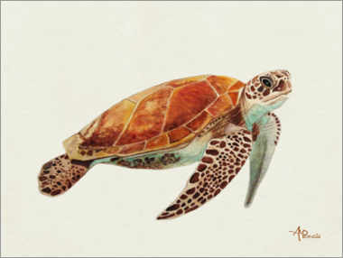 Akrylglastavla  Turtle - Ángeles M. Pomata