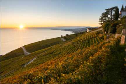 Poster Vineyards on Lake Geneva in the sunset