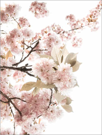 Poster Spring flowering