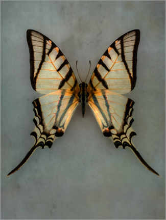 Poster Vintage butterfly II