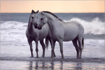 Poster Vita hästar vid stranden