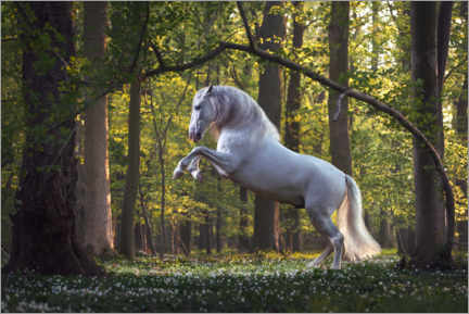Poster  White horse in the fairytale forest - Wiebke Haas