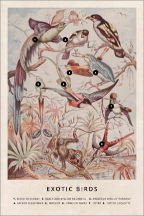 Poster  Exotic birds - Wunderkammer Collection