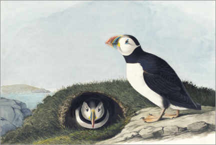 Galleritryck  Atlantic puffin - John James Audubon