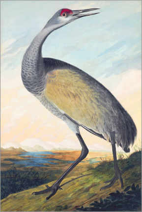Canvastavla  Canada crane - John James Audubon