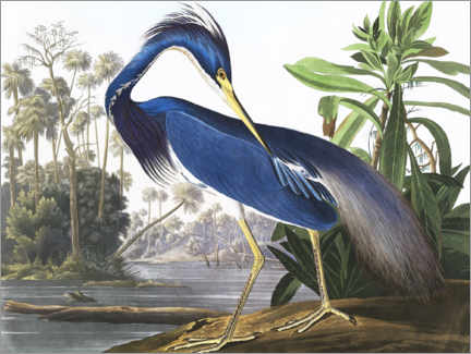 Trätavla  Louisiana Heron - John James Audubon