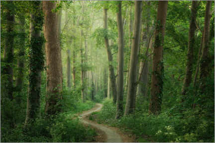 Poster Spring forest path
