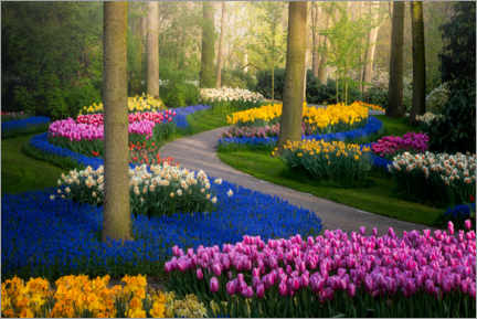 Canvastavla  Colorful tulips in the Keukenhof - Albert Dros