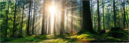 Poster Sunlit forest