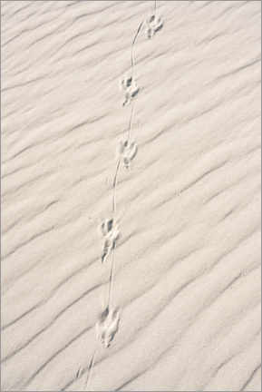Poster Traces in the sand