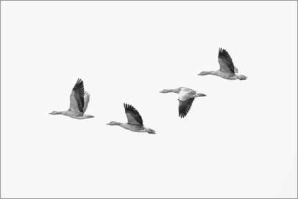 Poster Four gray geese in flight