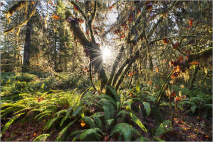 Poster  Fall colors in the rainforest in North America at sunrise - The Wandering Soul