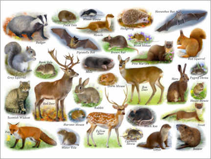 Poster  British wildlife - Lisa Alderson