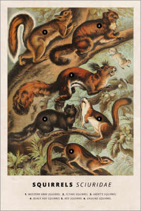 PVC-tavla  Squirrel - Vintage Educational Collection