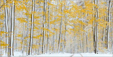 Aluminiumtavla  Snowy autumn forest - Benjamin Butschell