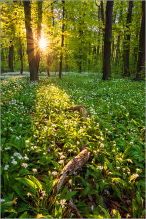 Akrylglastavla  Spring evening in the forest - Dave Derbis