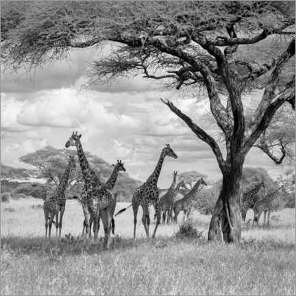 Självhäftande poster  Herd of giraffes - Ali Khataw