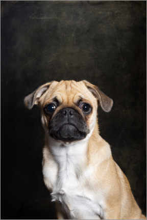 Poster Pug puppy