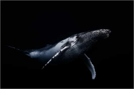 Poster Black whale