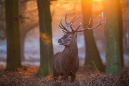 Poster Majestic Stag in the Frosty Morning Light